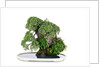 bonsai by Anonymous