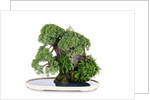 bonsai by Anonymous