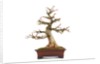 bonsai acer by Anonymous