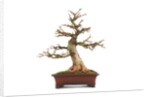 bonsai acer by Anonymous