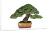 bonsai by Anonymous