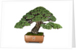 bonsai by Anonymous