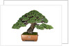 bonsai by Anonymous