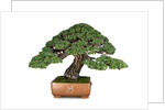 bonsai by Anonymous