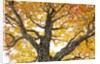 bonsai by Anonymous