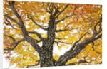 bonsai by Anonymous