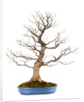 bonsai by Anonymous
