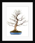 bonsai by Anonymous