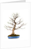 bonsai by Anonymous