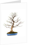 bonsai by Anonymous