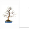 bonsai by Anonymous
