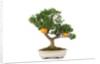 bonsai by Anonymous