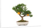 bonsai by Anonymous