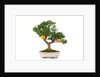 bonsai by Anonymous