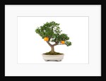 bonsai by Anonymous