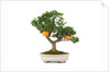 bonsai by Anonymous