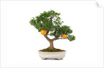 bonsai by Anonymous
