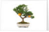 bonsai by Anonymous