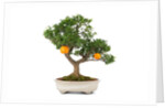 bonsai by Anonymous