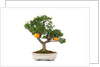 bonsai by Anonymous