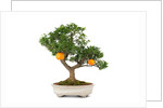 bonsai by Anonymous