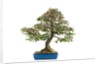 bonsai by Anonymous