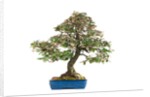bonsai by Anonymous