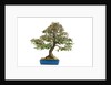 bonsai by Anonymous