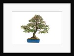 bonsai by Anonymous