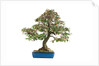 bonsai by Anonymous