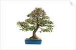 bonsai by Anonymous