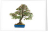 bonsai by Anonymous