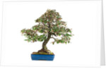 bonsai by Anonymous