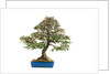 bonsai by Anonymous