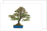 bonsai by Anonymous