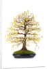bonsai by Anonymous