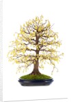 bonsai by Anonymous