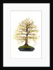bonsai by Anonymous