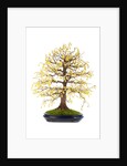 bonsai by Anonymous
