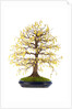 bonsai by Anonymous