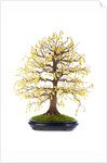 bonsai by Anonymous