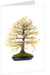 bonsai by Anonymous