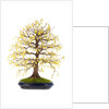 bonsai by Anonymous