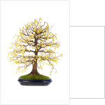 bonsai by Anonymous