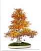 bonsai by Anonymous