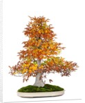 bonsai by Anonymous