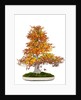 bonsai by Anonymous