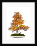 bonsai by Anonymous