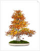 bonsai by Anonymous