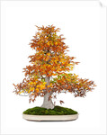 bonsai by Anonymous